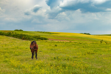 Wall Mural - horse in the meadow