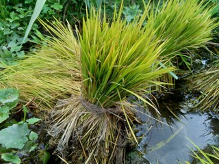 Close up of rice with natural background. The rice is on the seedbed. The rice looks so yellow and green.