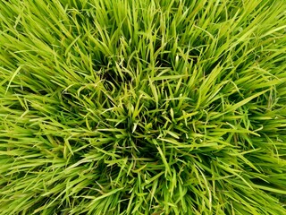 Close up of rice with natural background. The rice is on the seedbed. The rice looks so yellow and green.