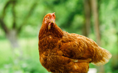 Brown chicken stands on the flesh against the backdrop of a garden in the countryside