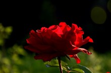 One Big Red Rose On A Dark Background. Rose Grows Outside