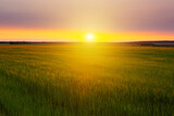 Fototapeta Natura - Sunset over wheat field.