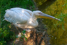 A Pelican Sitting Near The Pond Raised Its Beak. Horizontal Photo