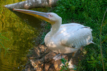 A Pelican Sitting Near The Pond Raised Its Beak. Horizontal Photo