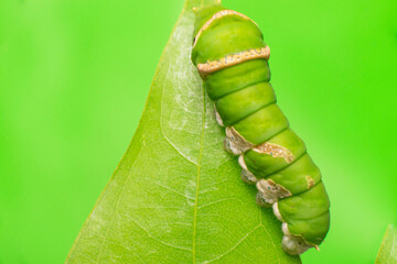 Wall Mural - Green female Lime Swallowtail Butterfly (Papilio demoleus malayanus) with transverse band, long oblique bar, two lateral eye spots climbing the green leaf isolated with the soft green background