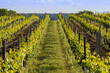 Vue d'un vignoble en été à Chinon en Indre et Loire. Vigne de Touraine