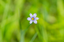 Blue Eyed Grass Flower In Springtime