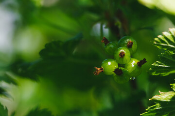 Green juicy ripening red currant berries hanging on a branch. Sunny weather after rain. Macro close-up photo.