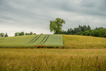 Wall Mural - Getreideanbau im Frühjahr