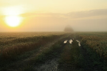 Foggy Morning Field. Beautiful Summer Morning. Summer Nature