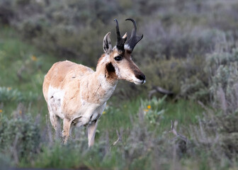 Wall Mural - pronghorn antelope, grand teton national park, wyoming, usa