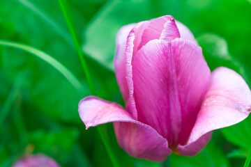 Purple Tulip and green grass. Hello spring