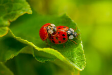 Harmonia Axyridis, Most Commonly Known As The Harlequin, Multicolored Asian, Or Asian Ladybeetle. Two Ladybirds Mating On A Leaf.