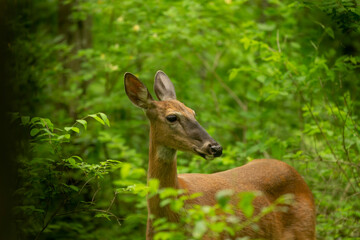 Fototapete - Red tailed deer on the forest.