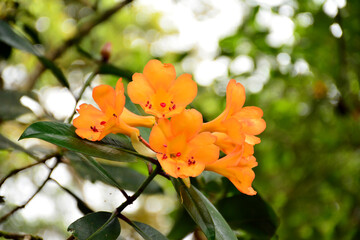 Wall Mural - Yellow flower of Rhododendron.