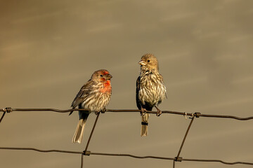 Canvas Print - Bird. House Finch in the garden.