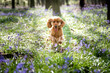 Cocker Spaniel dog running through woodlands filled with bluebell flowers