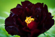 Red Peony On Green Background