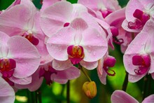 Shot Of The Beautiful Pink Moth Orchids Flowers  Dripping In Crystal Clear Raindrops