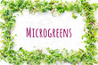 Mixed microgreens frame. Superfood snack, healthy eating, plant diet, vegan concept. Horizontal with Microgreens wording