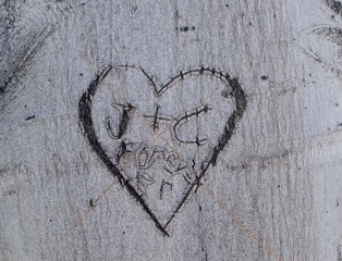 Wall Mural - Heart shape carved on a tree trunk with initials