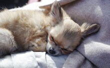 Closeup Of A Cute Long-haired Chihuahua Puppy Sleeping In Its Owners Lap