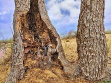 Old Tree Trunk, Just As Termites Are Hollowing Out Trees, Similarly Humans Are Cutting Trees And Hollowing Out The Earth.That's Why Save The Environment