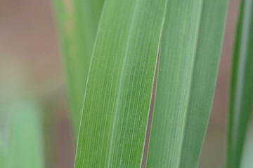 background and macro fresh green grass