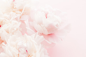 Wall Mural - Peony flowers in bloom as floral art on pink background, wedding flatlay and luxury branding design