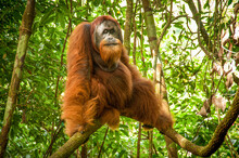 Big Orangutang In Rain Forest In Sumatra
