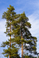 Wall Mural - trees in forest