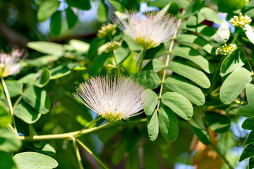 Canvas Print - Blooming of Albizia kalkora in Japan in early summer