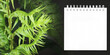 Closeup on beautiful serrated leaves of tropical rare fern with horizontal parallel stripe line pattern and white note book on black background.