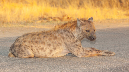 Wall Mural - Spotted Hyaena Portrait