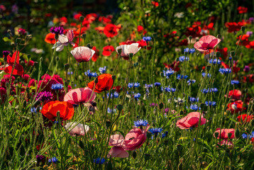 blooming wild flowers on the meadow at summertime