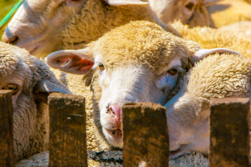 Flock of sheep in a paddock close-up in in a summer time