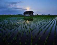 Beautiful View Of Rice Paddy Field During Sunrise In Malaysia. Nature Composition 