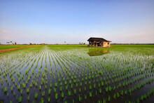 Beautiful View Of Rice Paddy Field During Sunrise In Malaysia. Nature Composition 