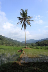 Wall Mural - a coconut tree standing in a rice field