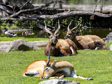 A Group Of West African Sitatunga, Tragelaphus Spekei Gratus, These Jungle Antelopes Are Staying Near The Water