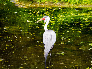 Wall Mural - Wattled Crane, Bugeranus carunculatus, walks along the shore and picks food in the water