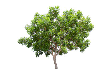 Large green tree (Neem Tree) isolated on white background.