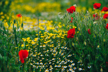 Beautiful Spring Meadow, Red Poppy Flowers, White Chamomile Flower And Yellow Meadow Buttercup