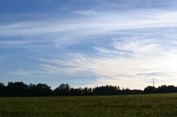 Poster - Large green landscape covered in grass and trees under the blue sky