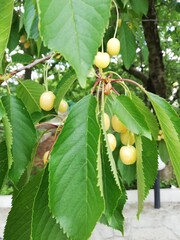 Canvas Print - Closeup shot of yellow cherries on a tree surrounded by green leaves on a sunny day