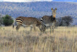 Bergzebras im Mountain Zebra Nationalpark, Südafrika 