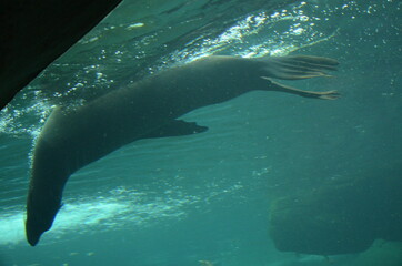 Wall Mural - Harbor seal (Phoca vitulina) in Frankfurt zoo