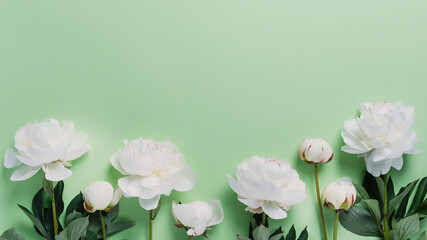 Fotomurales - White elegant peony on the green background