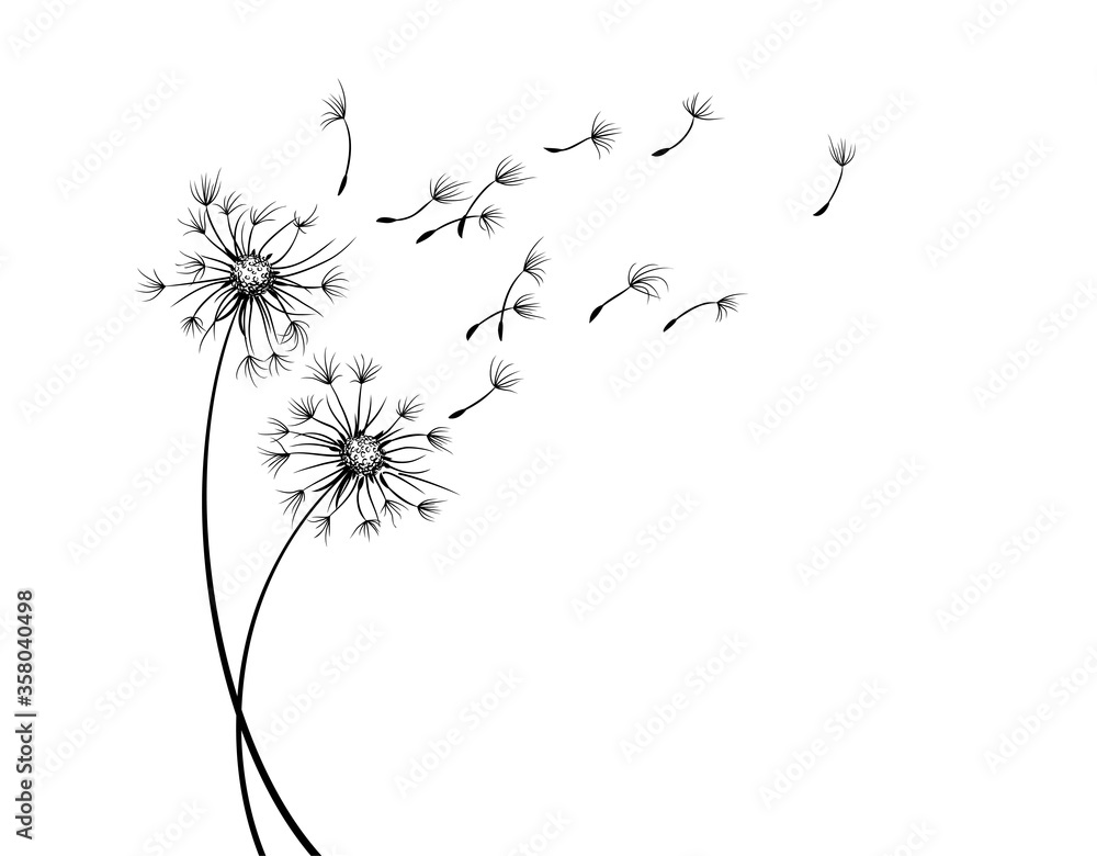The Field dandelion flower sketch with flying seeds. - obrazy, fototapety, plakaty 