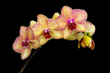 Yellow And Pink Moth Orchid (phalaenopsis) Stem On Black Background